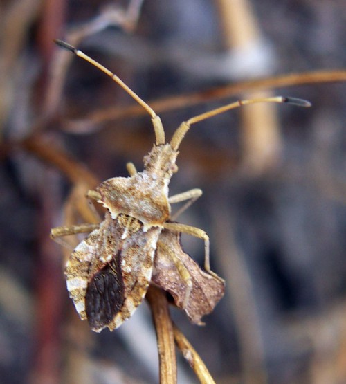 Spagna: La regione  de Monegros, paradiso entomologico